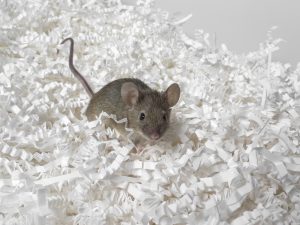 Mouse running through shredded paper - Document storage - the risks of adopting a DIY approach